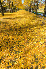 Ginkgo biloba