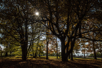 Autumn trees ,the sun shining through the branches.