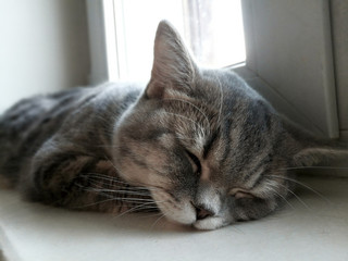 Naklejka premium Tired cat sleep well