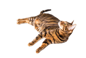 Cat breed Toyger isolated on white background.