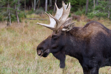 Bull moose sticking out tongue in autumn, Canada 