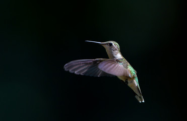 Juvenile male ruby-throated hummingbird hovering in flight isolated against a black background © Jim Cumming