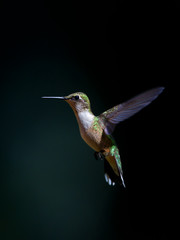 Fototapeta na wymiar Juvenile male ruby-throated hummingbird isolated on a black background hovering in flight in Canada