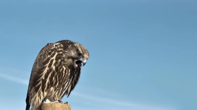 Gyrfalcon Falco Rusticolus on a windy and sunny day in the mongolian steppe is opening his vomiting his breakfast.