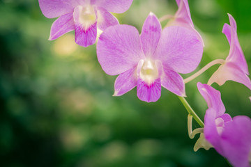 Orchids flower in over the blur out greenery background.