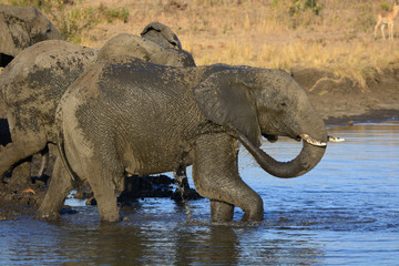 Elephant Herd Bathing, Sabi Sand Game Reserve, South Africa