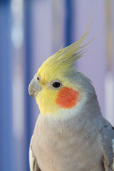 Beautiful parrot nymph