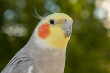 Beautiful parrot nymph