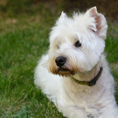 Naklejka na ściany i meble West Highland White Terrier en el jardin 