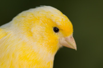 Beautiful yellow canary