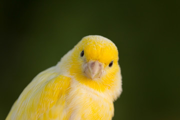 Beautiful yellow canary