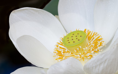 White lotus flower, blossoming in the pool on dark night