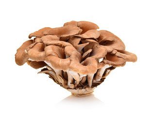 maitake mushrooms on white background © akepong srichaichana