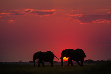 Naklejka na ściany i meble Elephants in Chobe National Park - Botswana