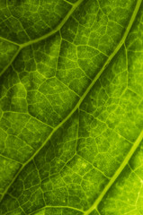 The surface of the leaf