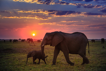 Naklejka na ściany i meble Elephants in Chobe National Park - Botswana