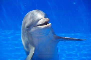 Dolphin in a blue pool looks through glass