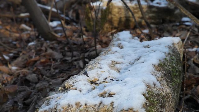 m&eacute;sange &agrave; t&ecirc;te noire