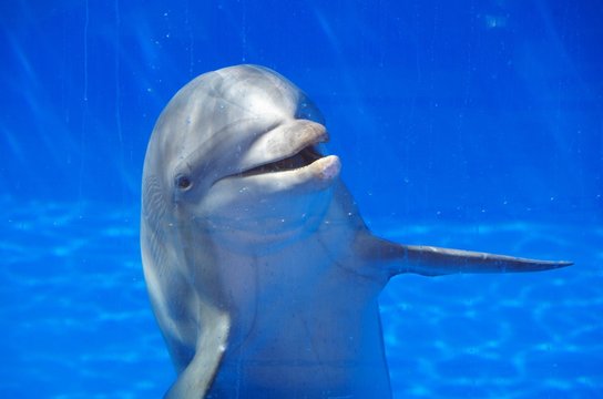 Dolphin in a blue pool looks through glass