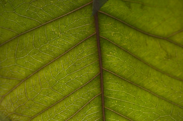 The surface of the leaf