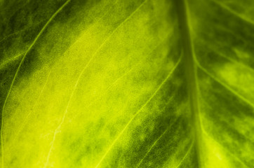 The surface of the leaf