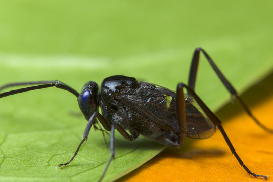 ensign wasp