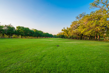 Central public park green grass scene