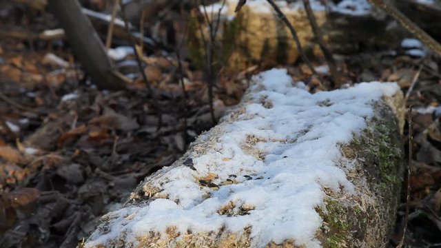 m&eacute;sange &agrave; t&ecirc;te noire