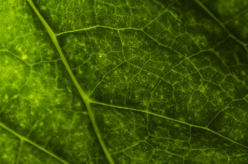 The surface of the leaf