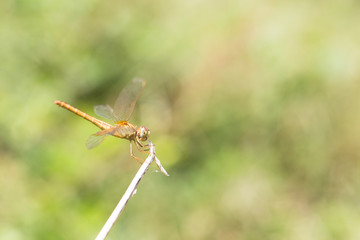 Dragonflies .Thailand.