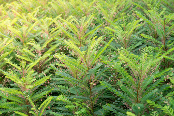 Green plant fields in nature