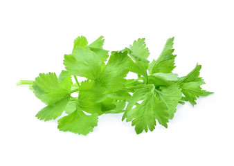 fresh Celery isolated on white background