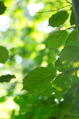 Fototapeta na wymiar Hazel leafs