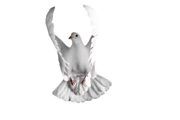 white dove flying on a  background