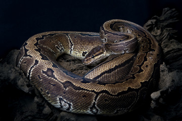 Obraz premium Königspython