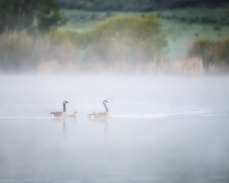 Canada Geese with Gsolings on Foggy Lake