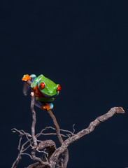 Red eyed tree frog