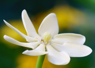 Golden gardenia flowers