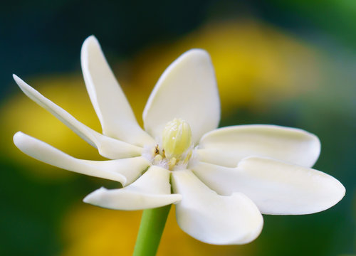 Golden gardenia flowers