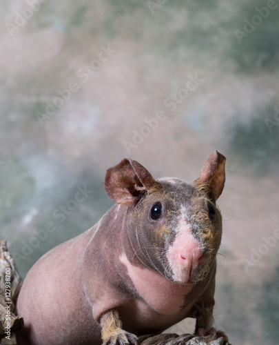 "House Hippo / Skinny Pig / Hairless guinea pig"Fotolia.com の ストック写真と