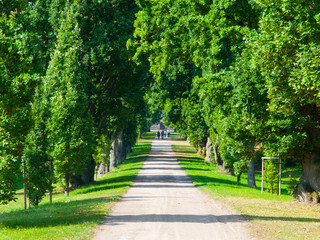 Fototapeta na wymiar Country road through green lush tree alley in beautiful park on sunny summer day, Sychrov Castle, Czech Republic