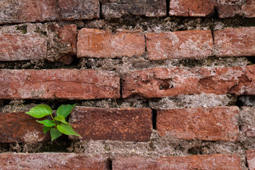 The old brick wall with plant background