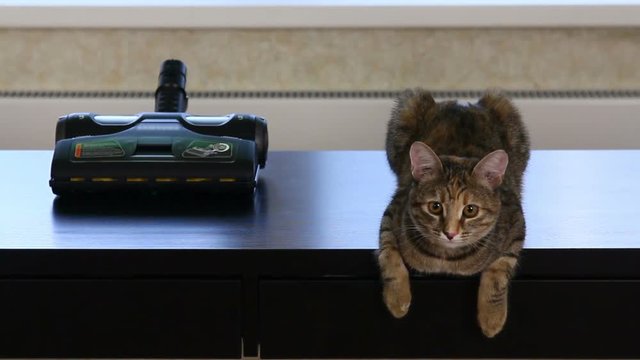 Cat is sitting on the tabble
