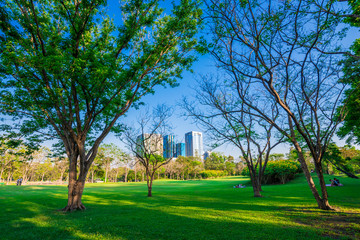 Fototapeta na wymiar Central public park green grass scene