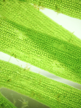zoom microorganism algae
