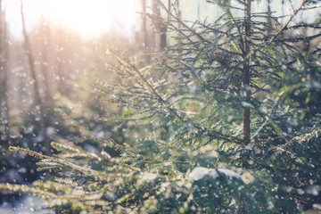 Winter fir tree, vintage style 