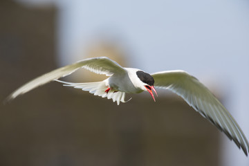 Farne Island Terns
