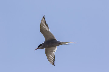 Fototapeta na wymiar Farne Island Terns