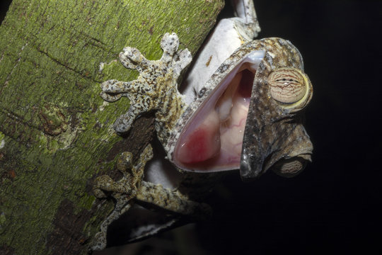 Fat-tail Gecko Uroplatus fimbriatus threatens its mouth open, Nosy Mangabe, Madagascar