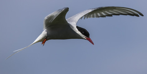 Farne Island Terns